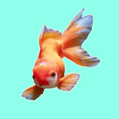 A goldfish